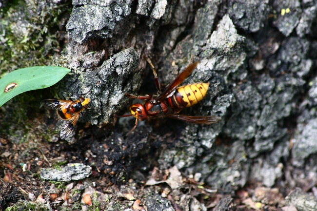 Vespa crabro  e dittero